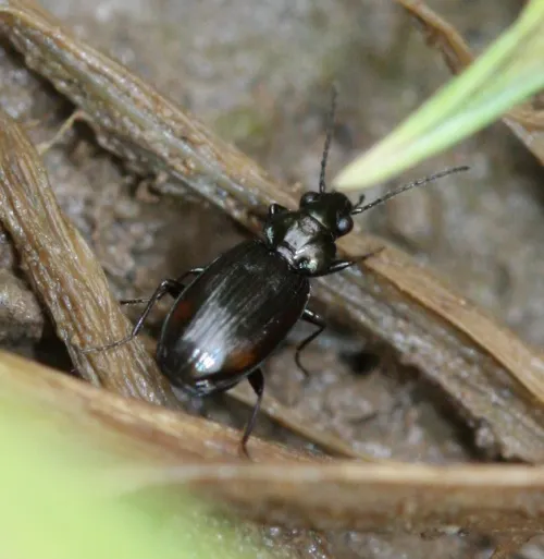 Bembidion lunulatum - photo 5
