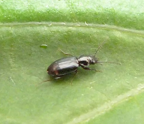 Bembidion lunulatum - photo 6