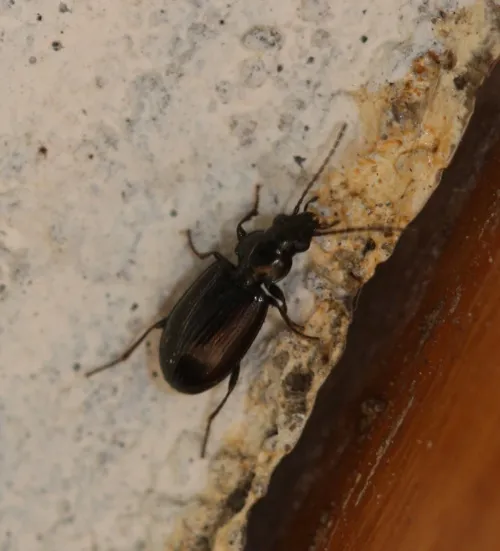 Bembidion lunulatum - photo 7