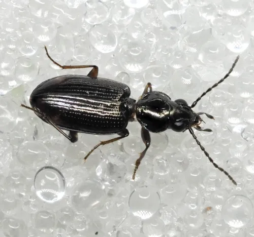 Bembidion lunulatum - photo 8