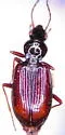Bembidion mckinleyi