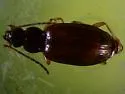 Bembidion mexicanum