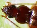 Bembidion mexicanum - photo 2