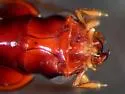 Bembidion mexicanum - photo 3