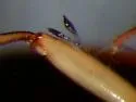 Bembidion mexicanum - photo 4