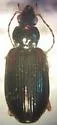 Bembidion mexicanum - photo 5