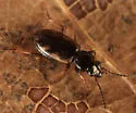 Bembidion mimus - Bembidion mimus