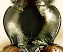 Bembidion mimus - photo 2