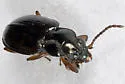 Bembidion mimus - photo 3