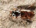 Bembidion mimus - photo 4