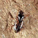 Bembidion mimus - photo 5