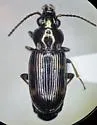 Bembidion mormon - photo 2