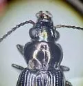 Bembidion mormon - photo 3