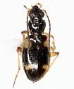 Bembidion mundum - Bembidion mundum