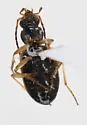 Bembidion mundum - photo 2