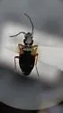 Bembidion mundum - photo 3
