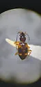 Bembidion mundum - photo 4