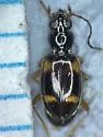Bembidion mundum - photo 5