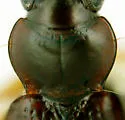 Bembidion muscicola - photo 2