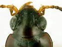 Bembidion muscicola - photo 3