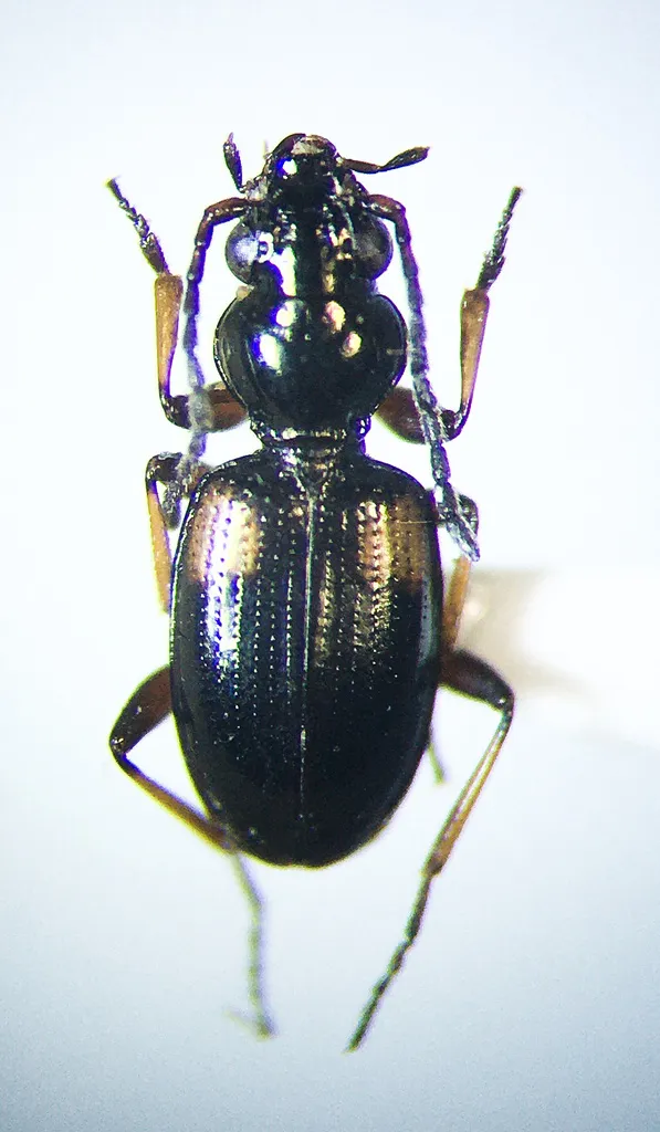 Bembidion mutatum - Bembidion mutatum