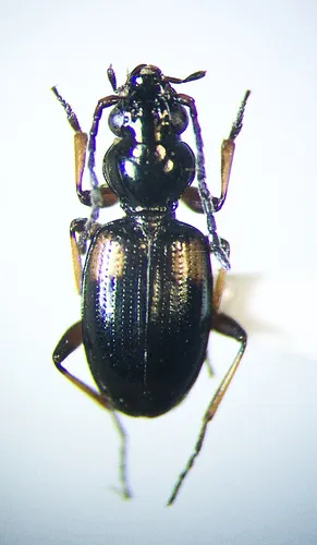 Bembidion mutatum - photo 2