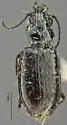 Bembidion nebraskense - Bembidion nebraskense