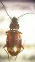 Bembidion nevadense - Bembidion nevadense