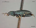 Bembidion nigripes - photo 2