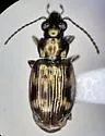 Bembidion nigripes - photo 4
