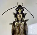 Bembidion nigripes - photo 5