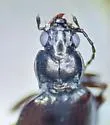 Bembidion nigrocoeruleum - photo 2