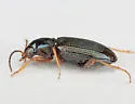 Bembidion nigrum - photo 2