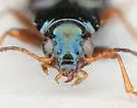 Bembidion nigrum - photo 3