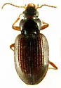 Bembidion nigrum - photo 4