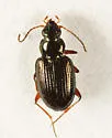 Bembidion nigrum - photo 5