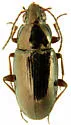 Bembidion nitidum - photo 2