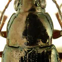 Bembidion nitidum - photo 3