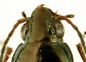 Bembidion nitidum - photo 4