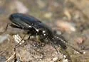 Bembidion nitidum - photo 5