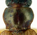 Bembidion oberthueri - photo 2