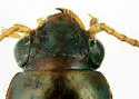 Bembidion oberthueri - photo 3