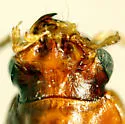 Bembidion oberthueri - photo 4