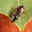 Bembidion oberthueri - photo 5