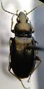 Bembidion obliquulum