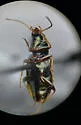Bembidion obliquulum - photo 2