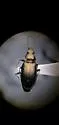Bembidion obliquulum - photo 3