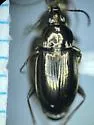 Bembidion obliquulum - photo 4
