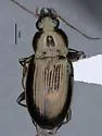 Bembidion obliquulum - photo 5