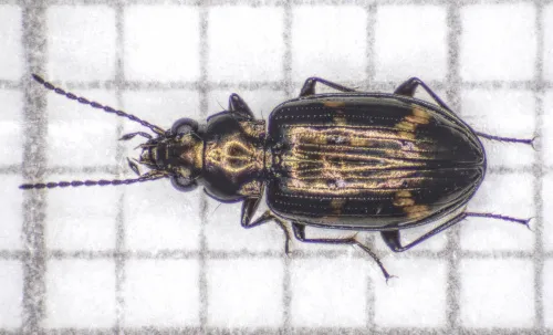 Bembidion obliquum - photo 2